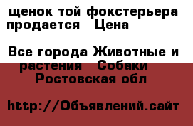 щенок той-фокстерьера продается › Цена ­ 25 000 - Все города Животные и растения » Собаки   . Ростовская обл.